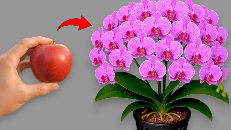 Jak w 5 krokach stworzyć rajski ogród orchidei pełen kwiatów?