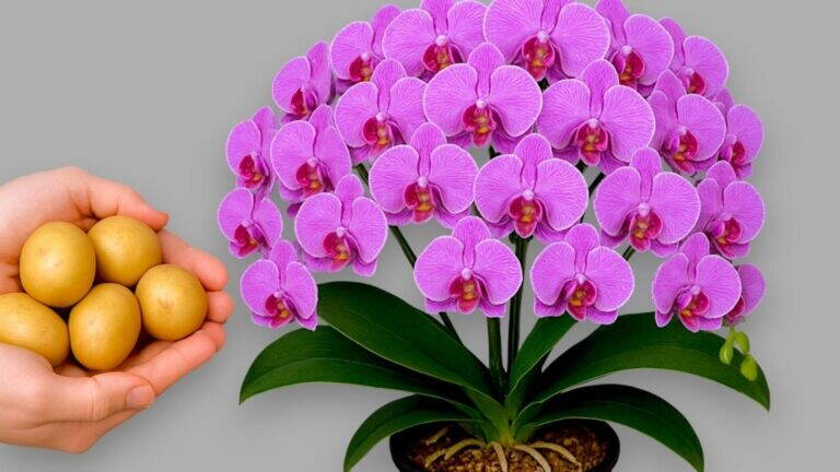 1001 korzeni orchidei: Sekrety, jak wzmocnić ich kwitnienie!